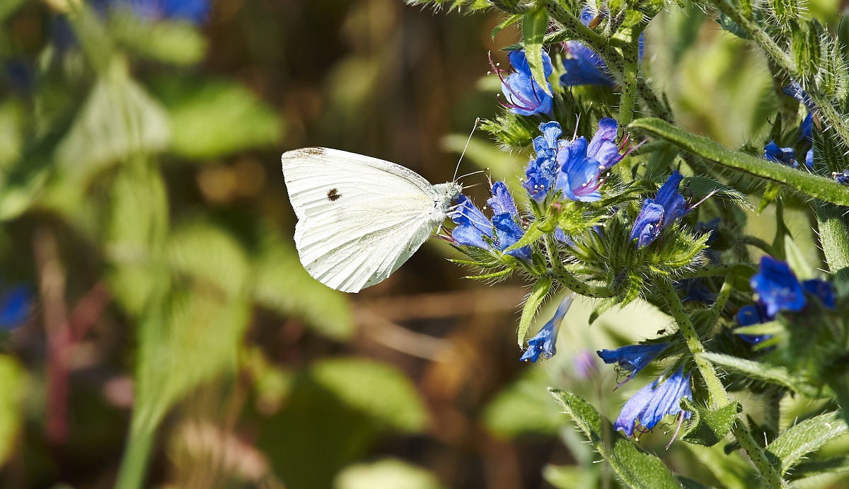 butterfly...