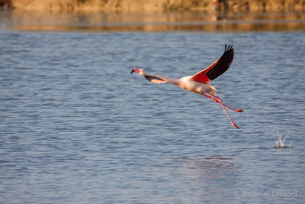 Flamingo takeoff...