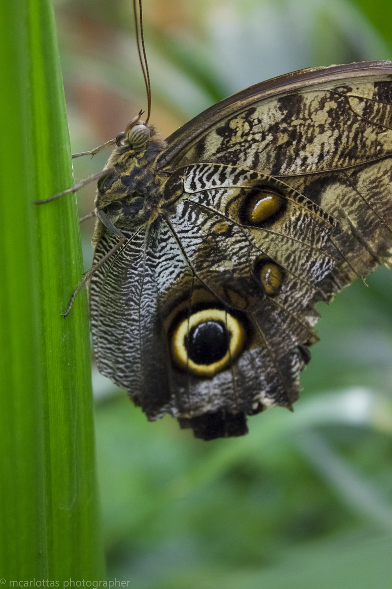 Eryphanis Polyxena...