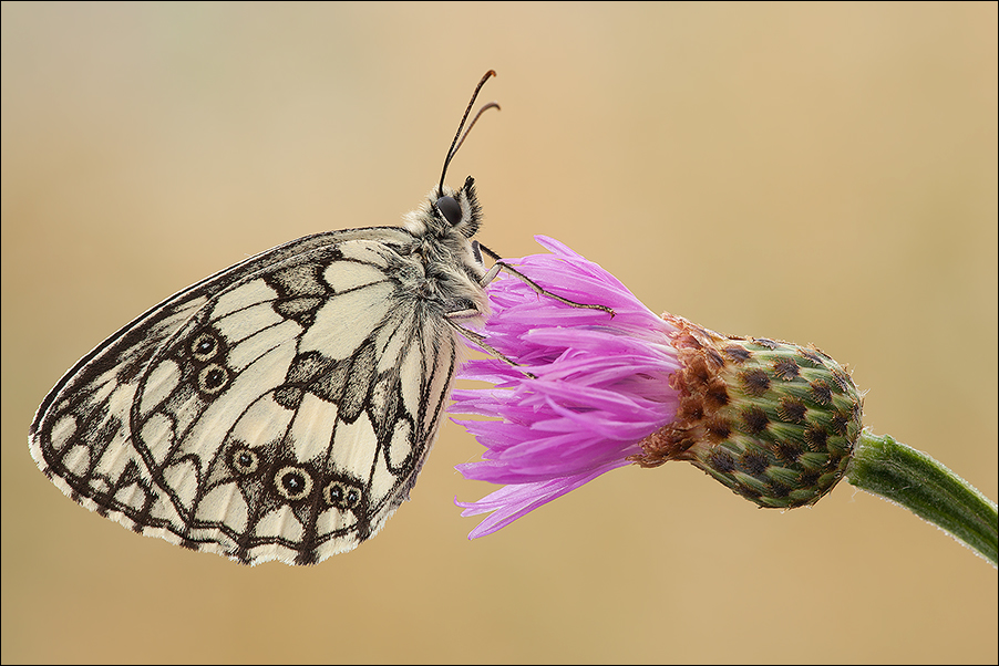 Vanity Butterfly...