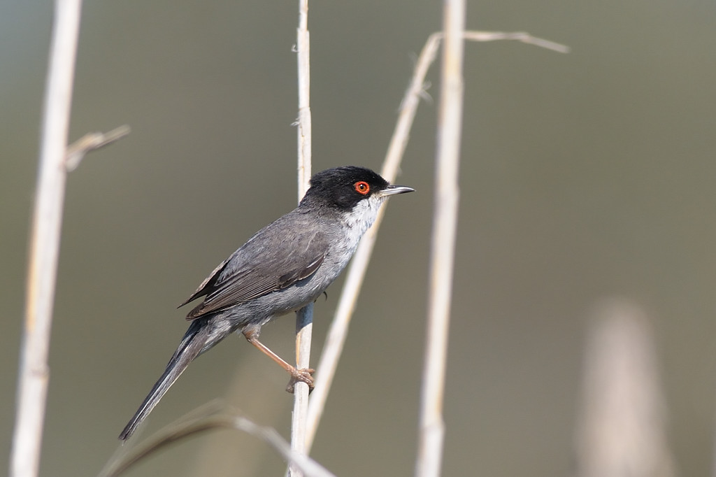Warbler...