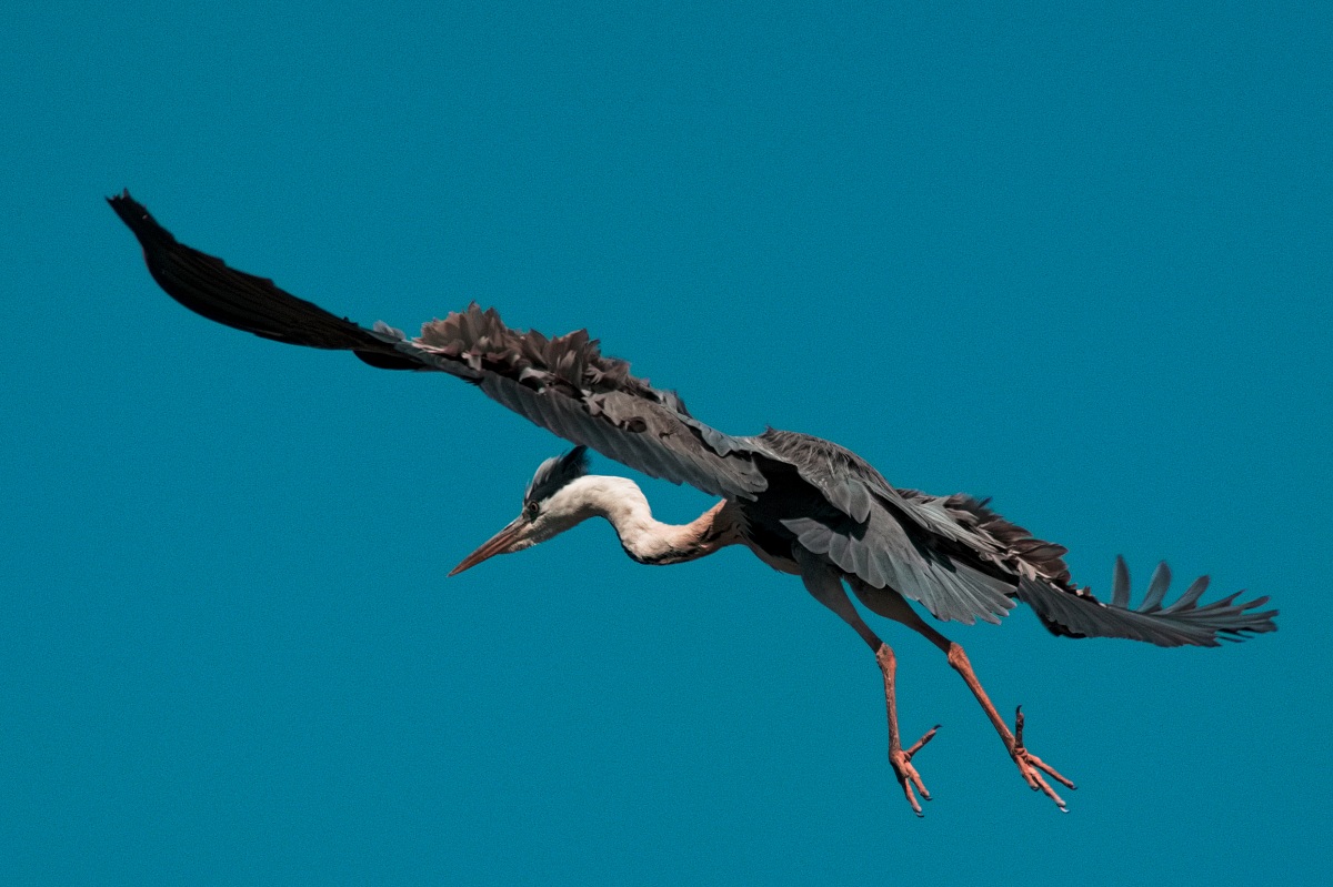Grey Heron...