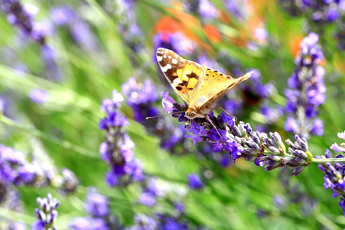 Lavender, lunch special....