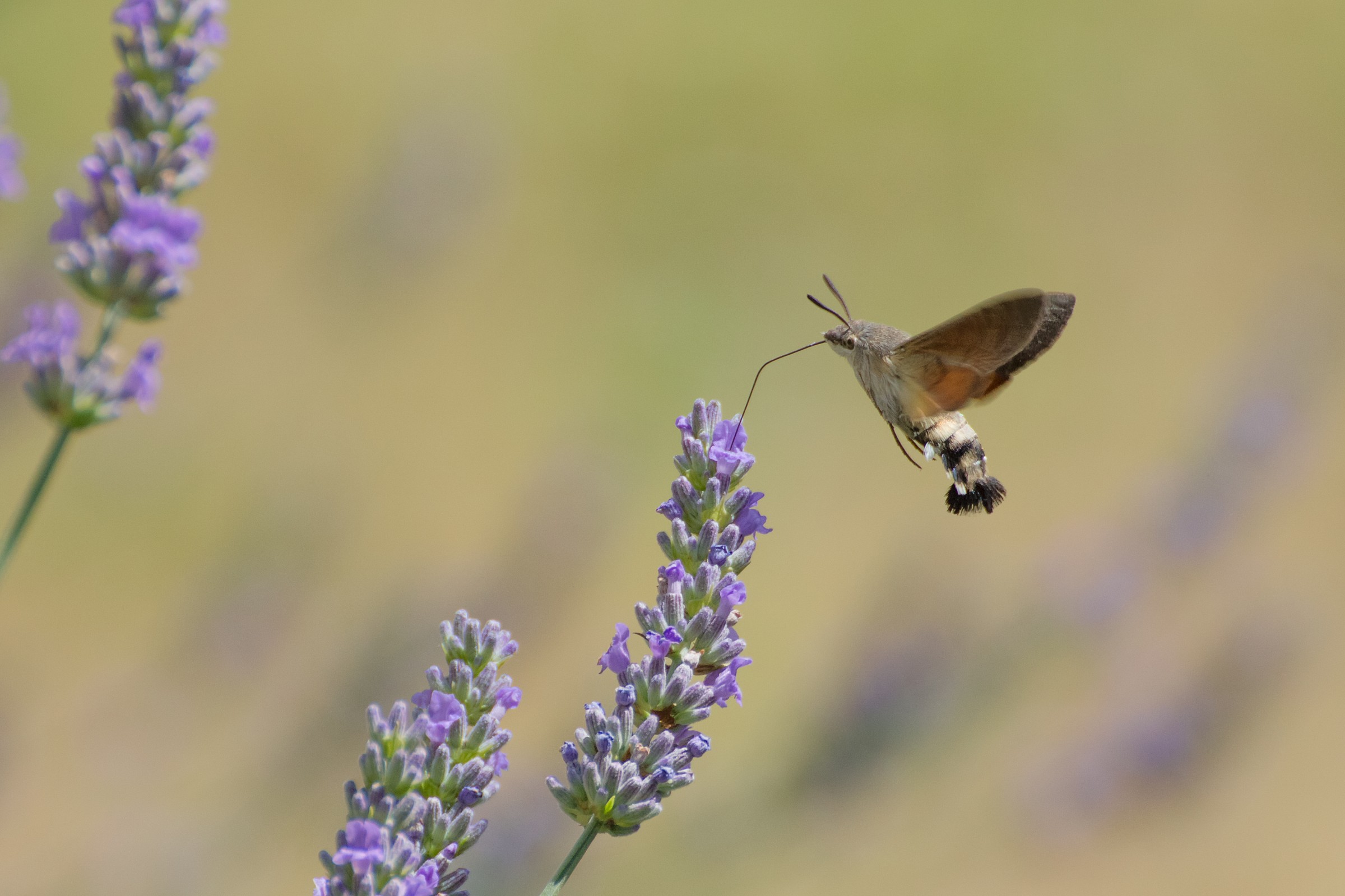 Macroglossum stellatarum...