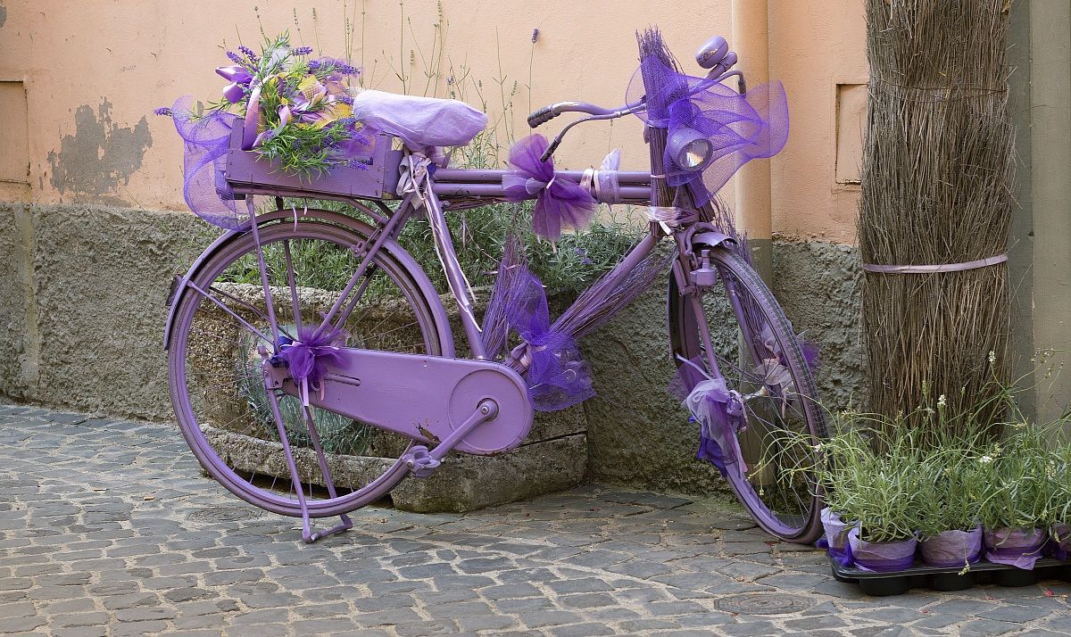 Bike lilac...