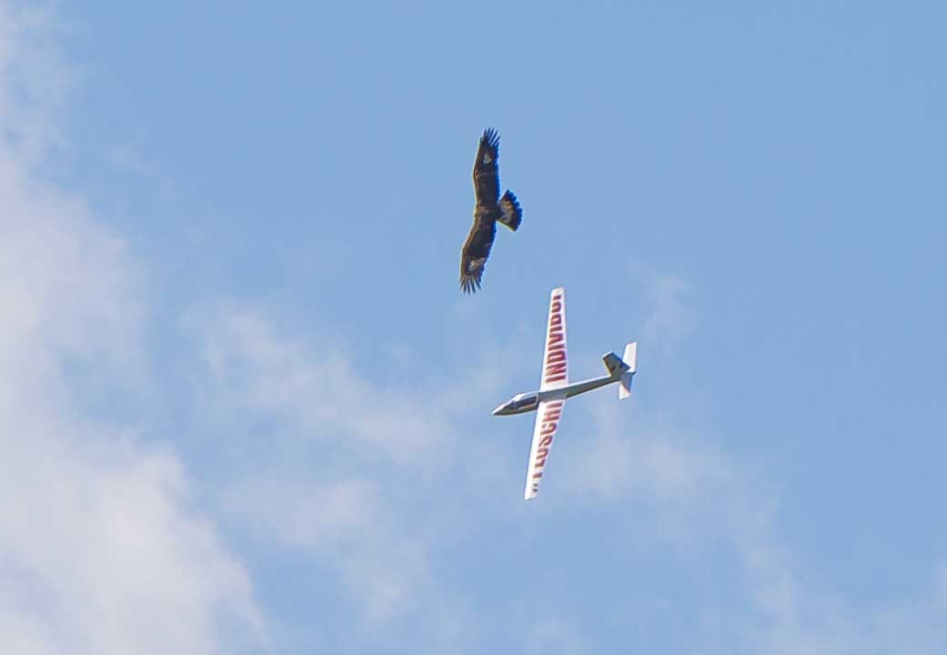 The Hawk and the glider 1...