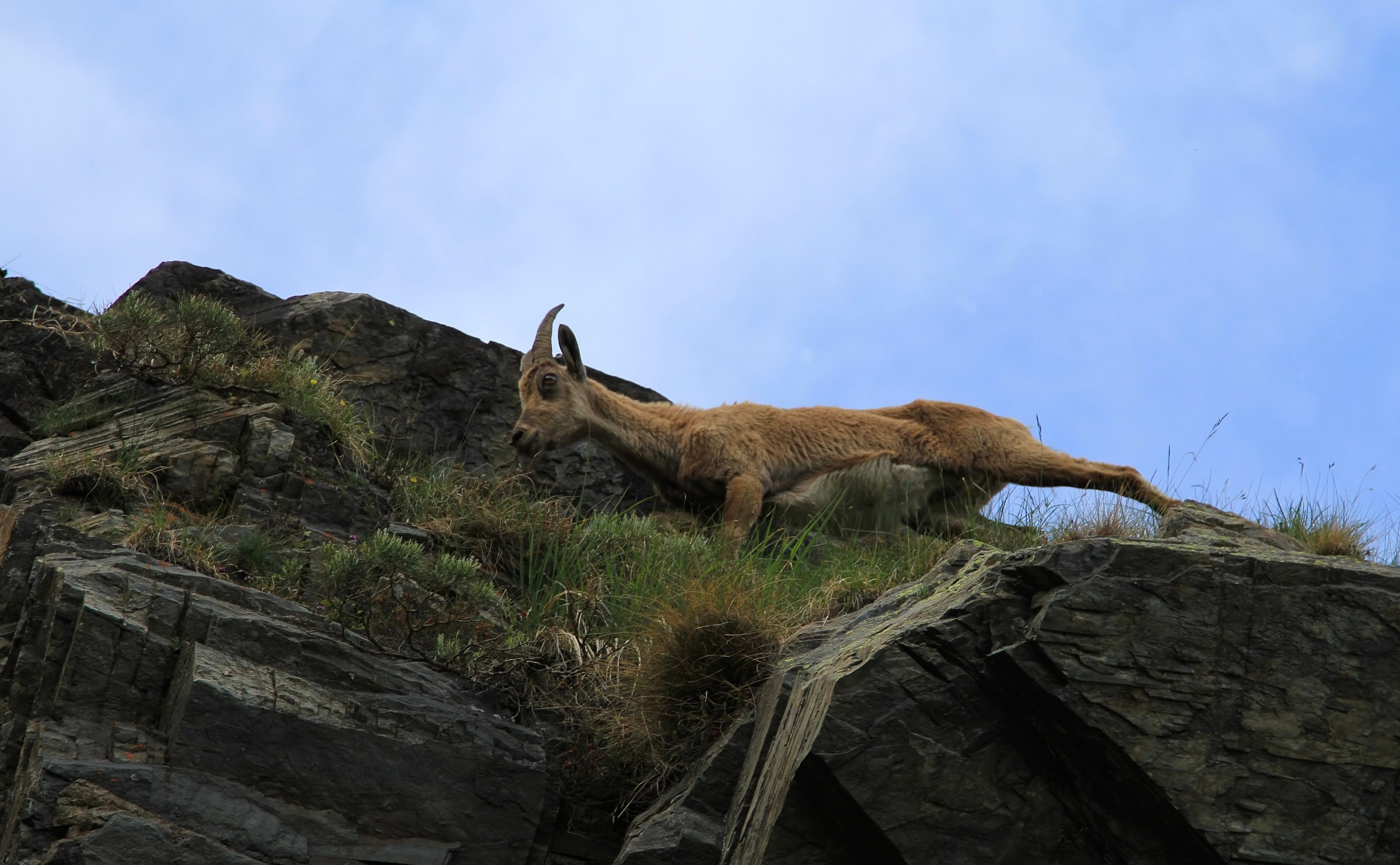 Ibex (ref. Benigni)...