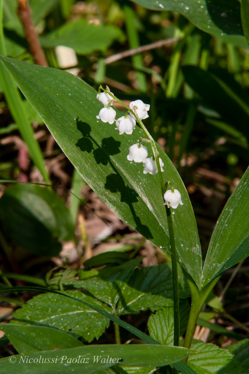 Lilies of the valley ... the sun...