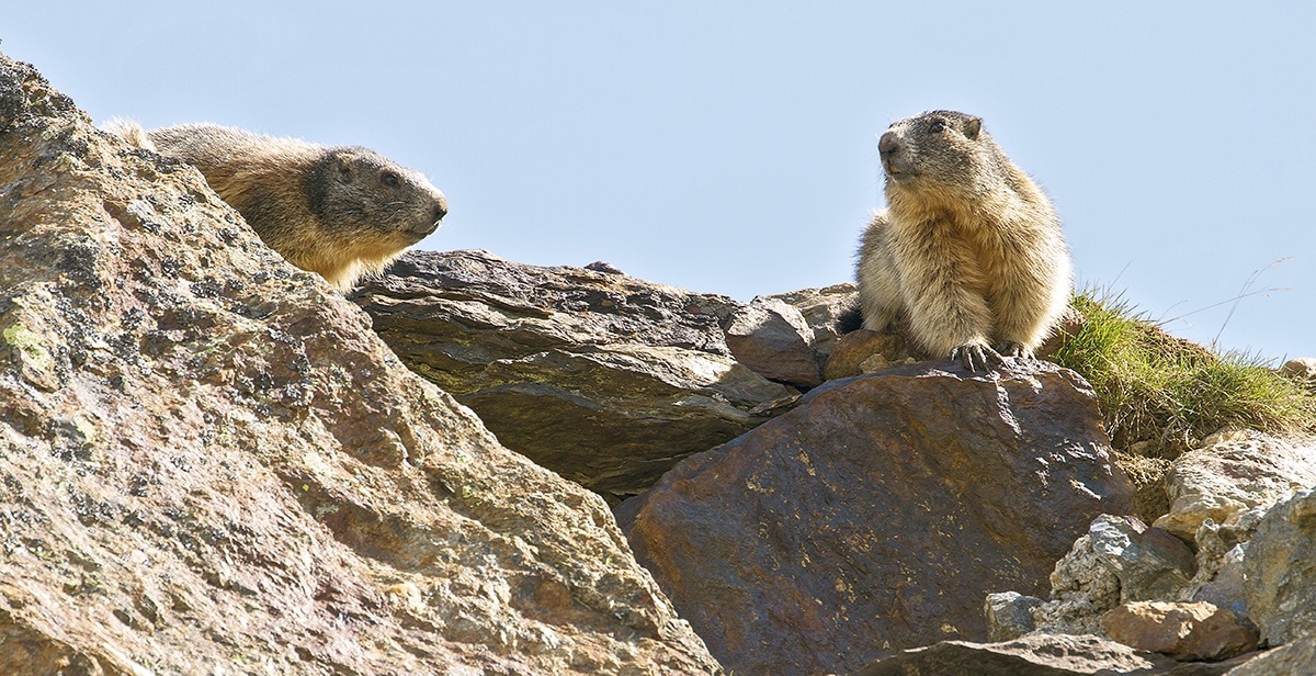 marmots...