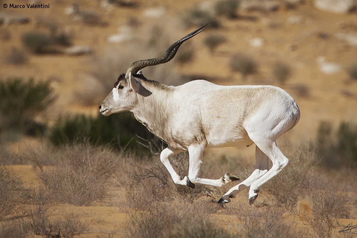 Addax in the running...