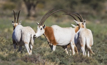 Oryx dammah