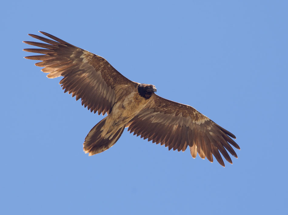 Bearded Vulture...