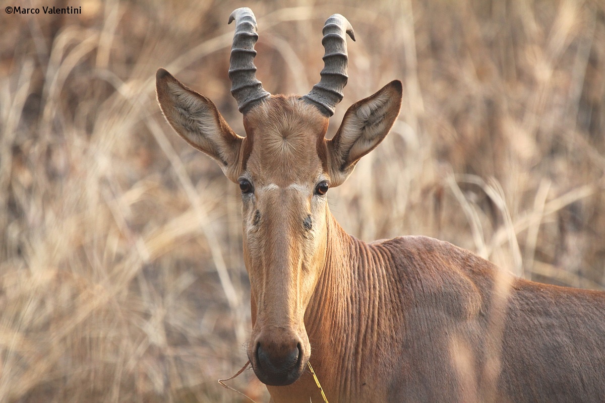 Hartebeest...