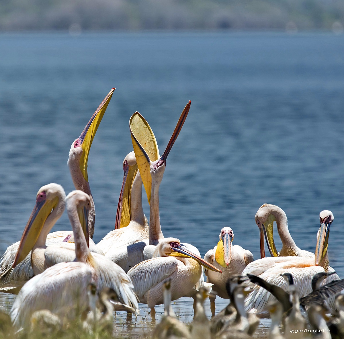 pelican's shout...