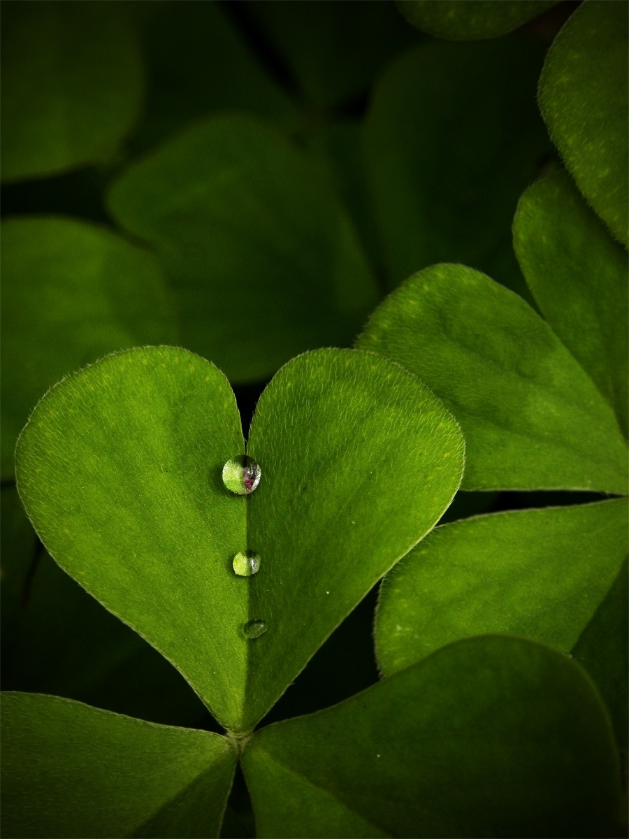 Inno alla natura...
