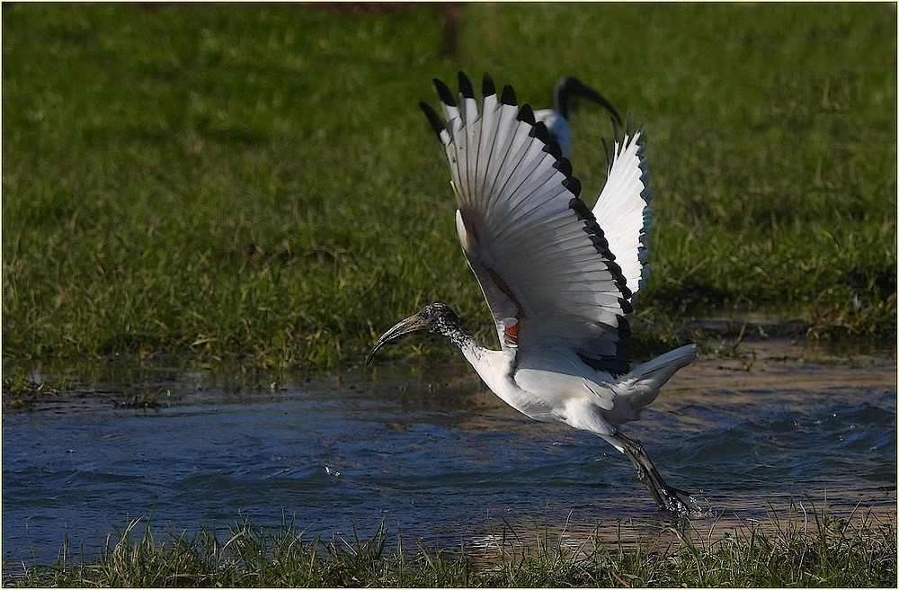 '' Sacred ibis,,...