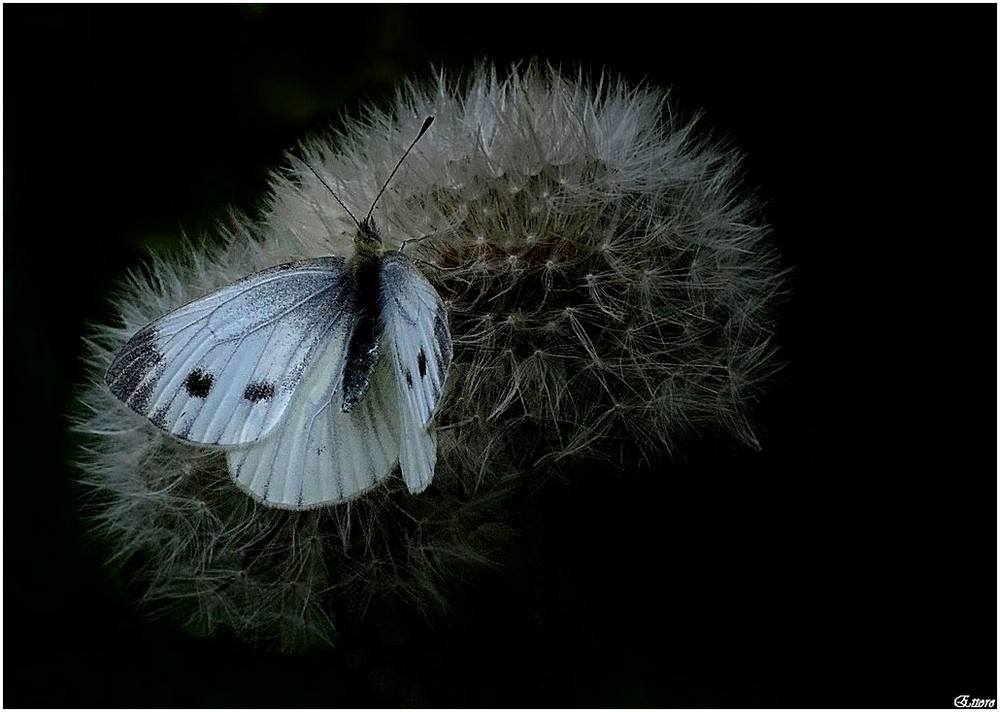 in the undergrowth...