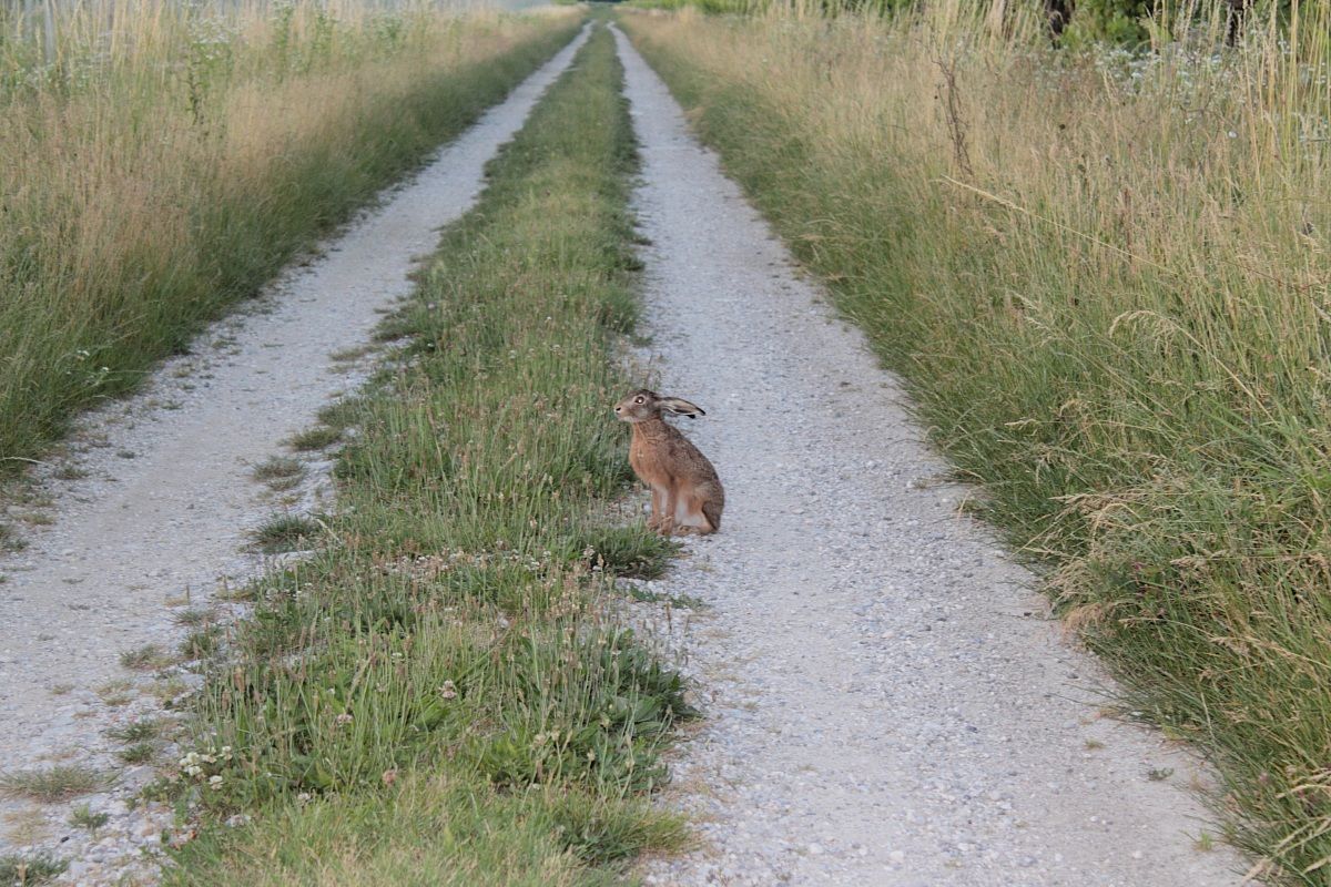 Hare...