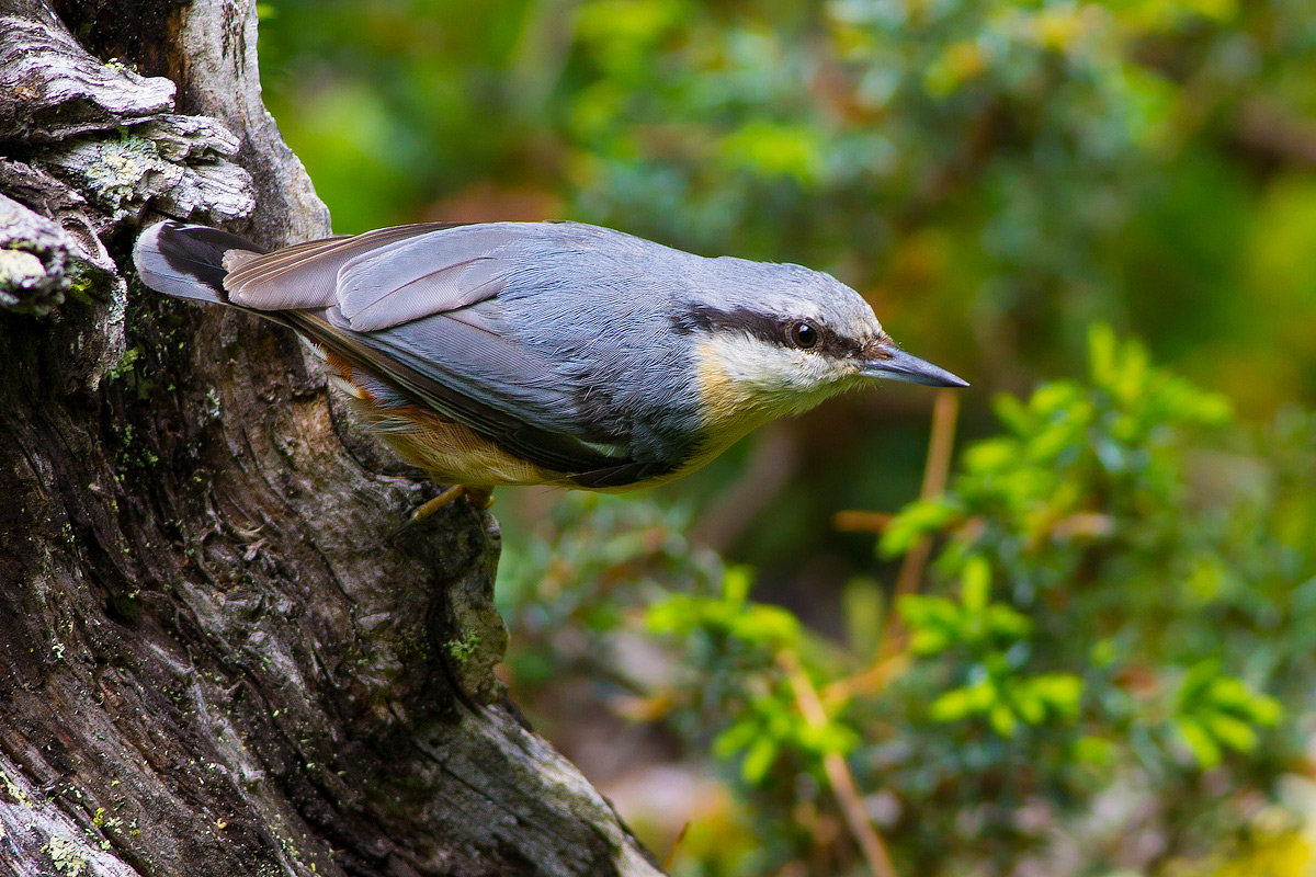 Nuthatch...