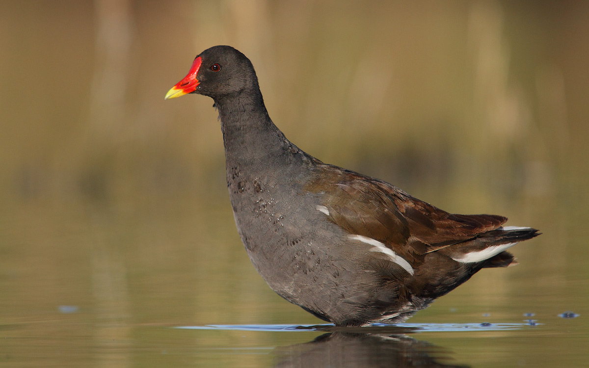 gallinella d'acqua...