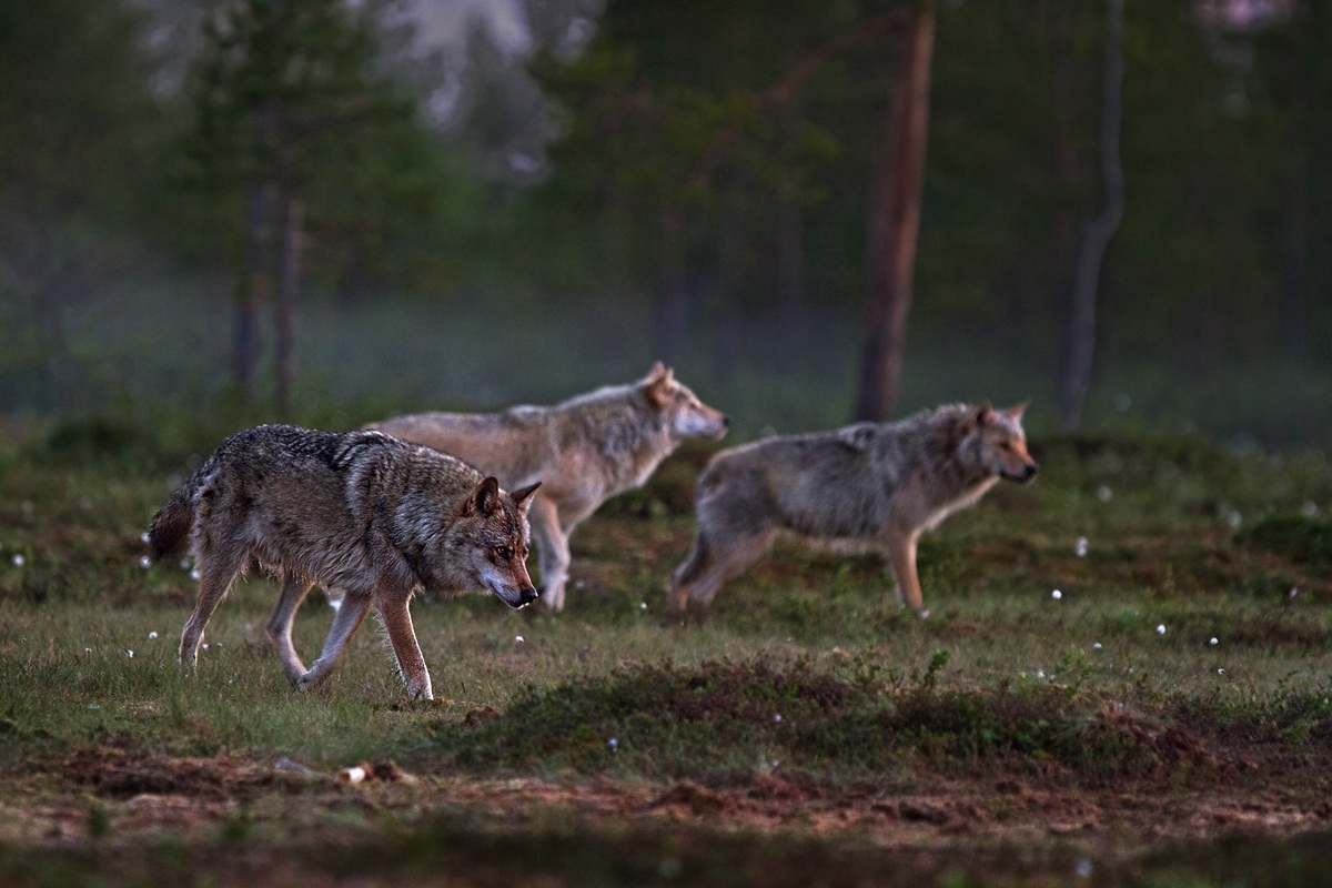 The pack!...