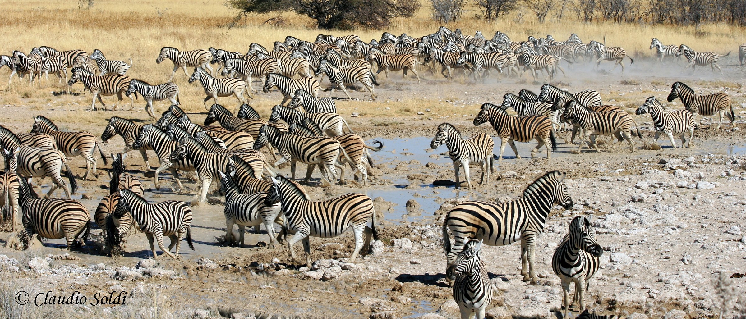 Zebras on the run...