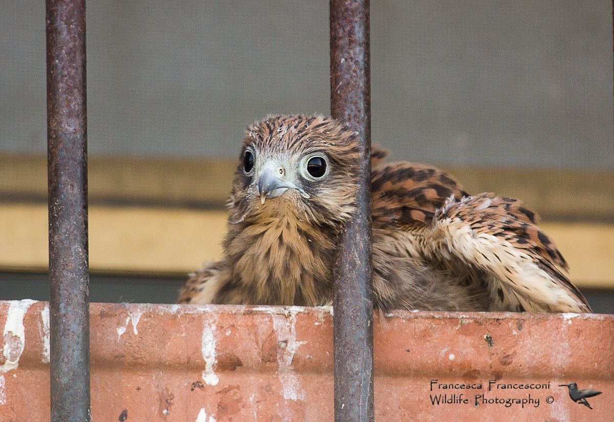 Kestrel Juv. to the nest...