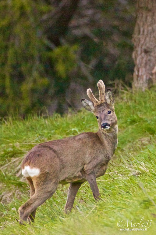 Male roe deer with velvet...