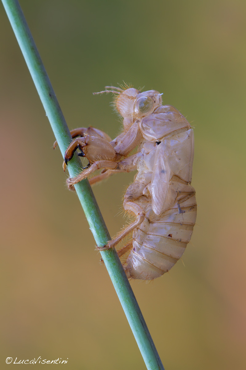 exuvia of cicada...