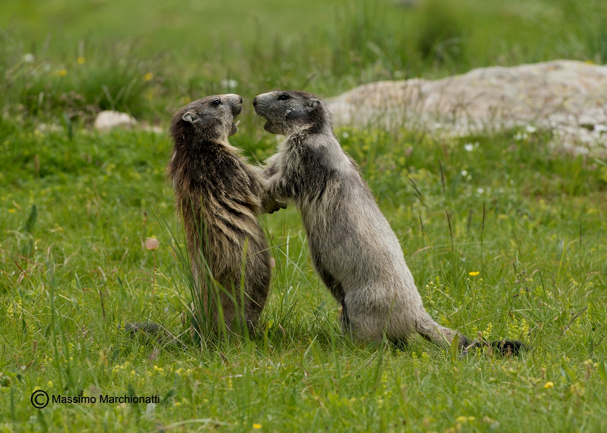 Young marmots...