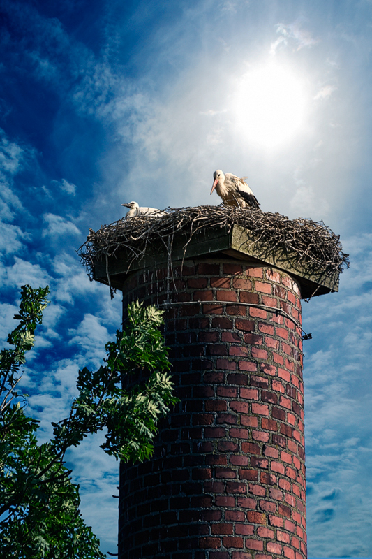 Family stork at their nest...