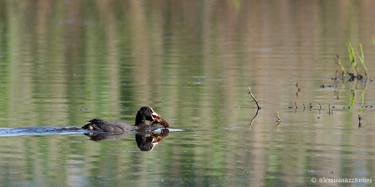 Coot and shrimp...