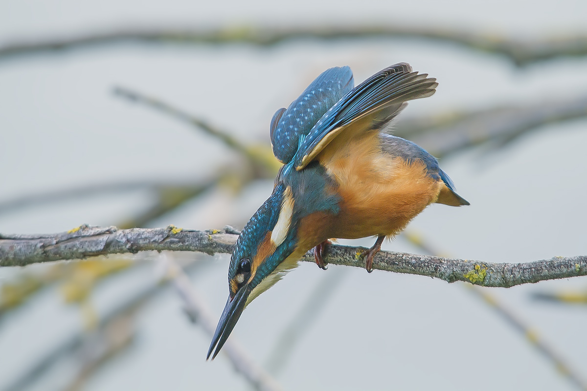 The Hunt for the Kingfisher....