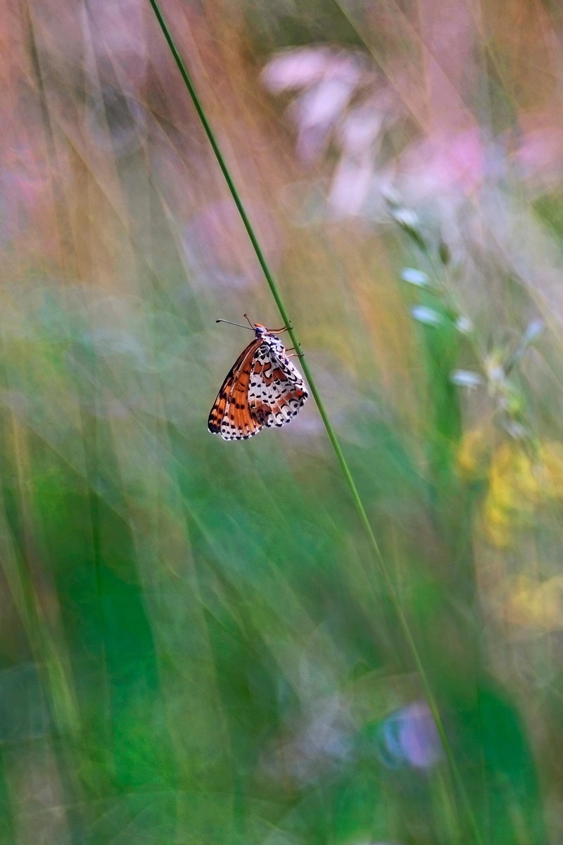 Melitaea...