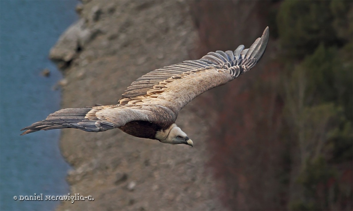 Gyps fulvus 02...