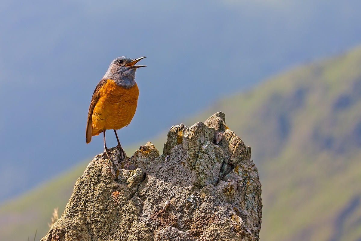 the song of the redstart...