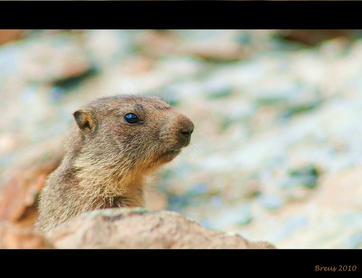 Young Marmot...