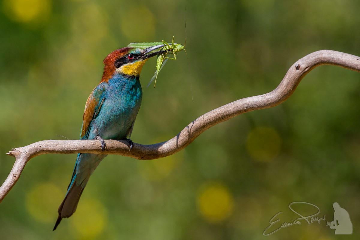 Bee Eater 2013...