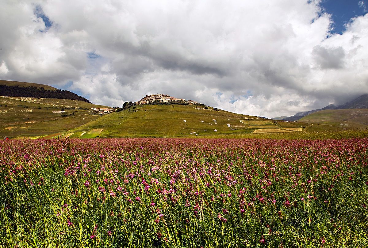 Castelluccio and its flowers...