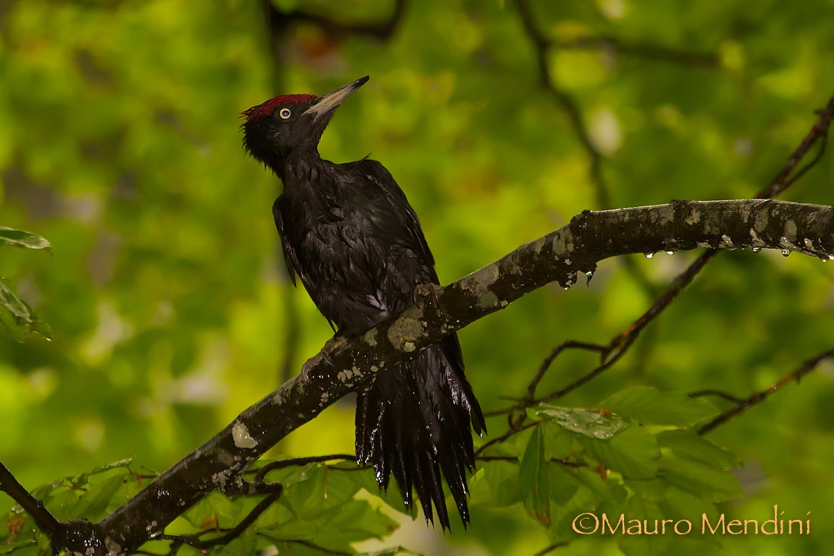 Black Woodpecker unusual...
