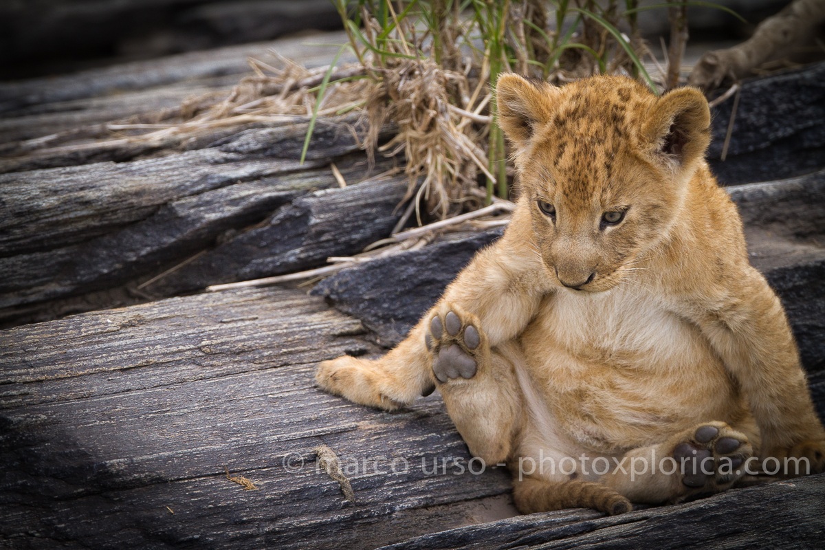 Lion Cub...