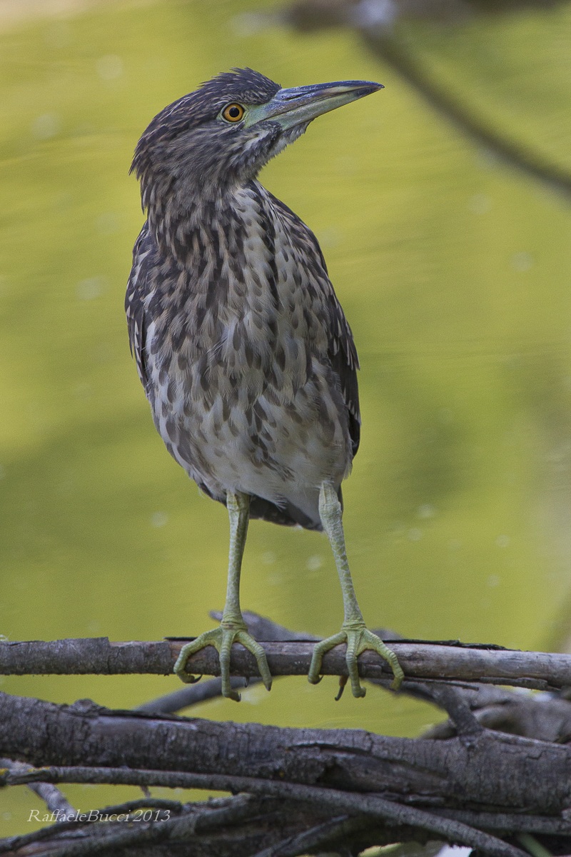 Young Black Crowned Night Heron...
