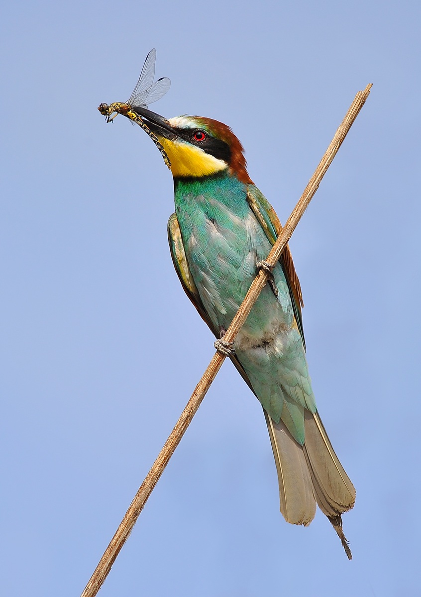 bee-eater with dragonfly...