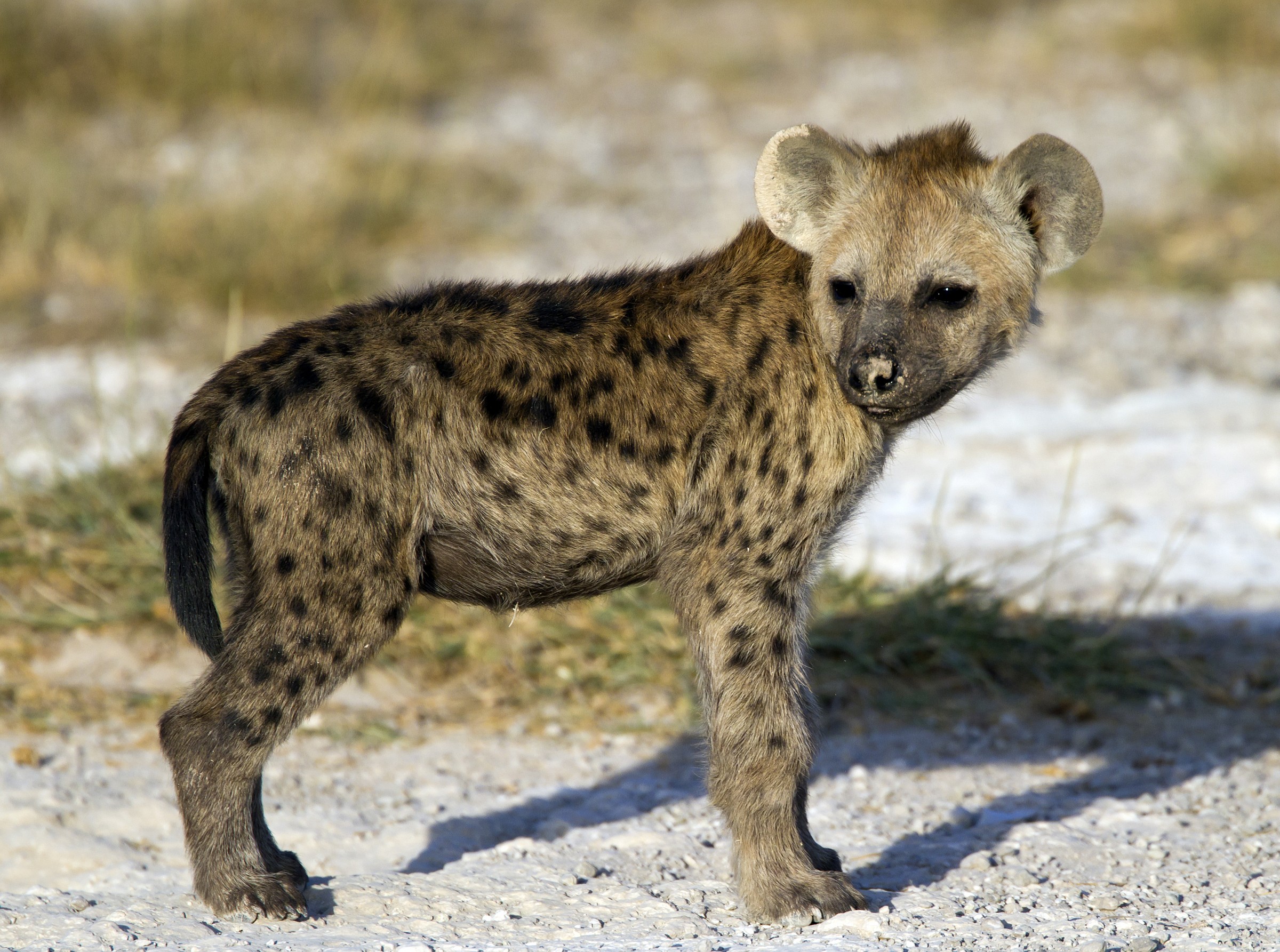 Hyena cub...
