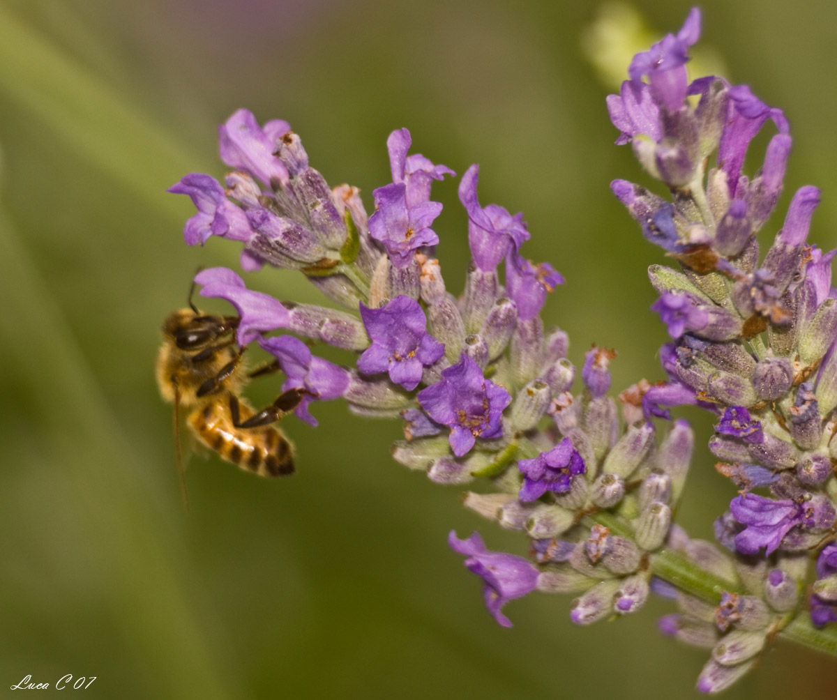 Bee on Lavender 1...