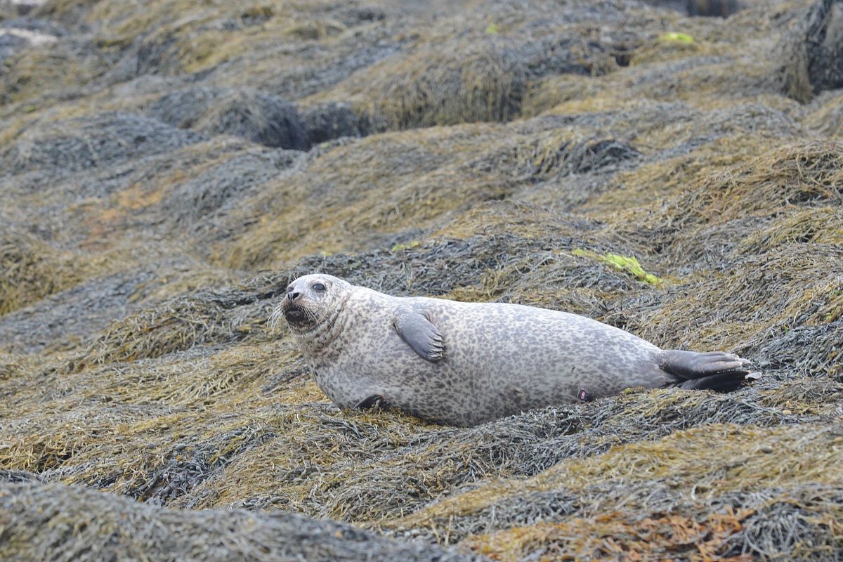 foca...