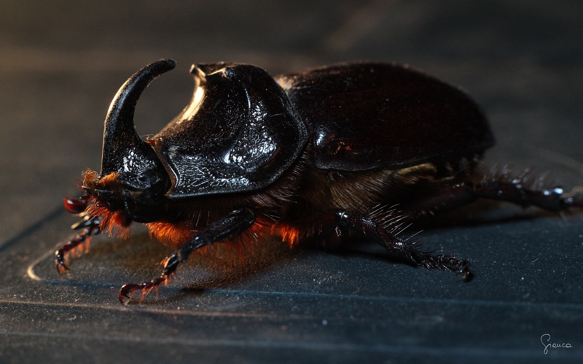 Male Rhinoceros Beetle...
