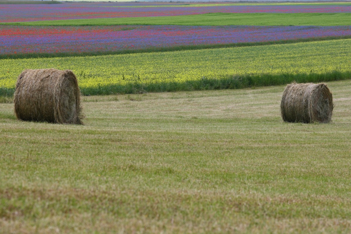 Castelluccio 02...