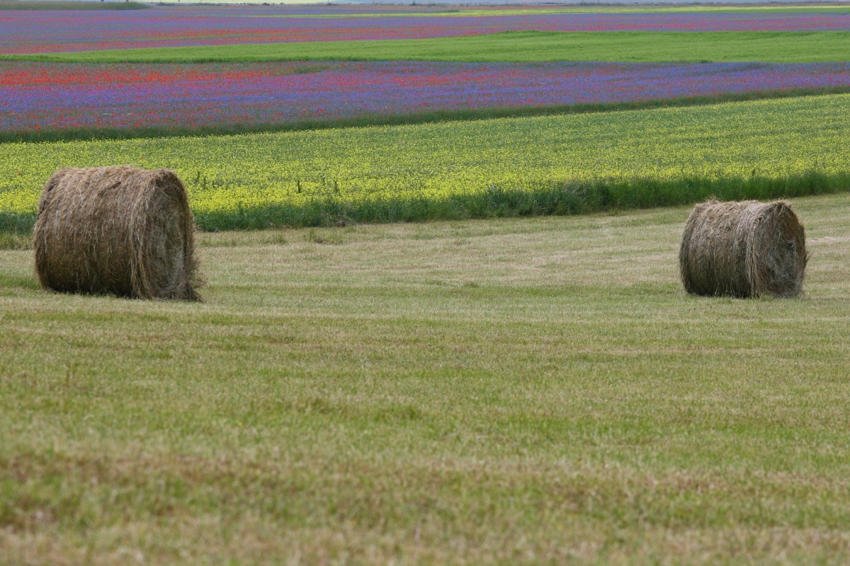 Castelluccio 2013...