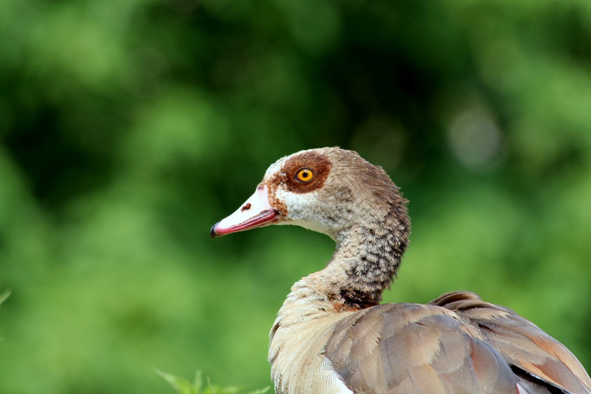 Egyptian Goose...